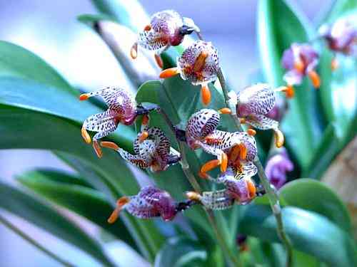 Masdevallia pachyura 'Harold'